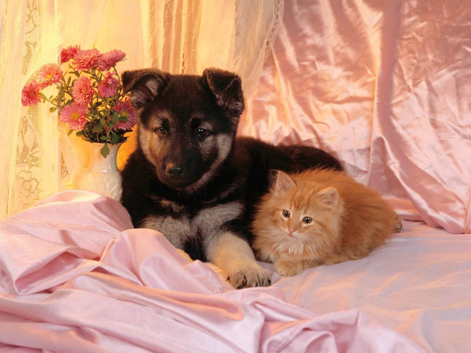 Dog And Cat Cute Friends Wallpaper
