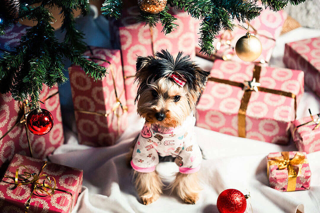 Dog In Cute Aesthetic Christmas Gifts Wallpaper
