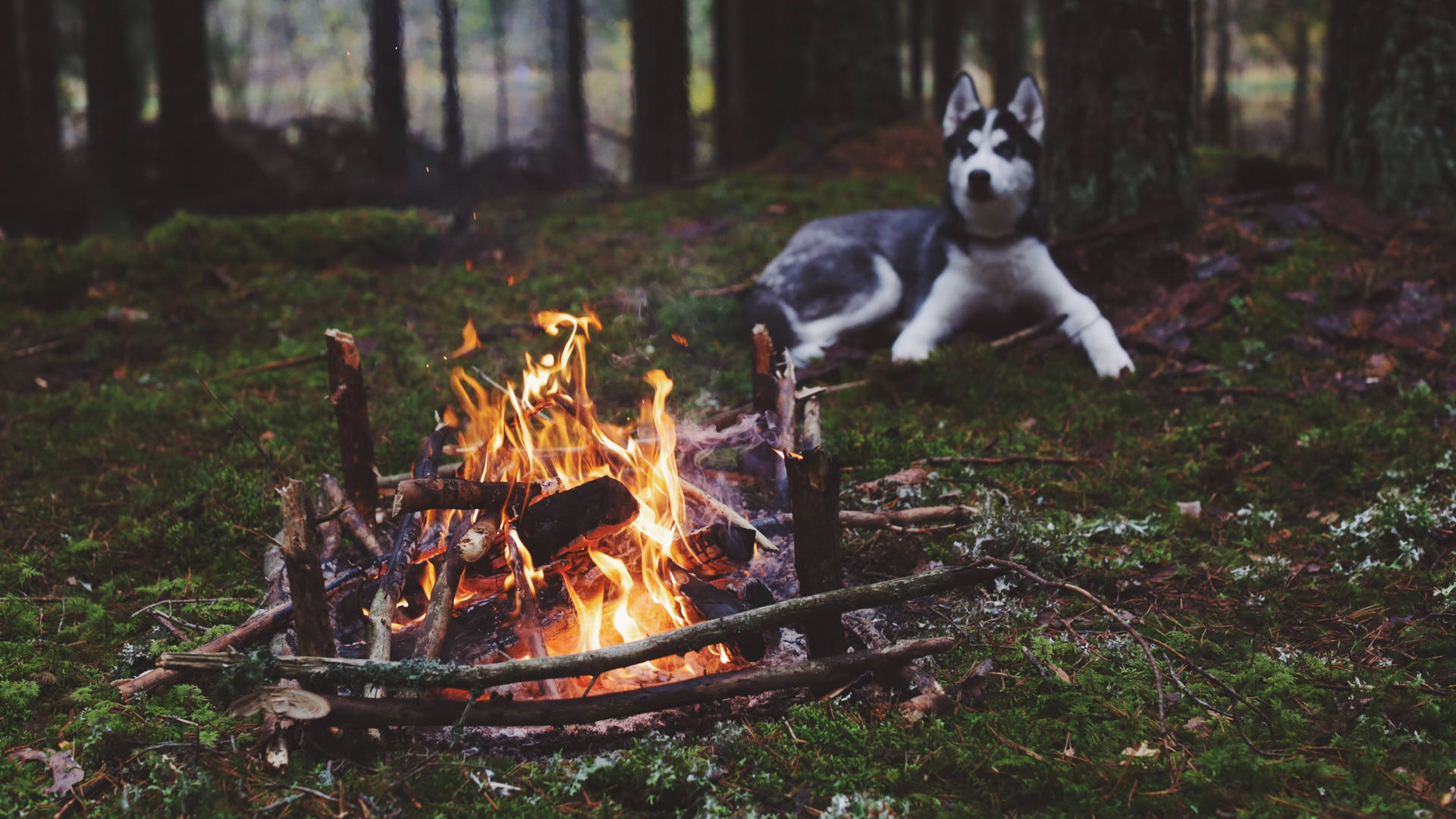 Dog Near Bonfire Wallpaper