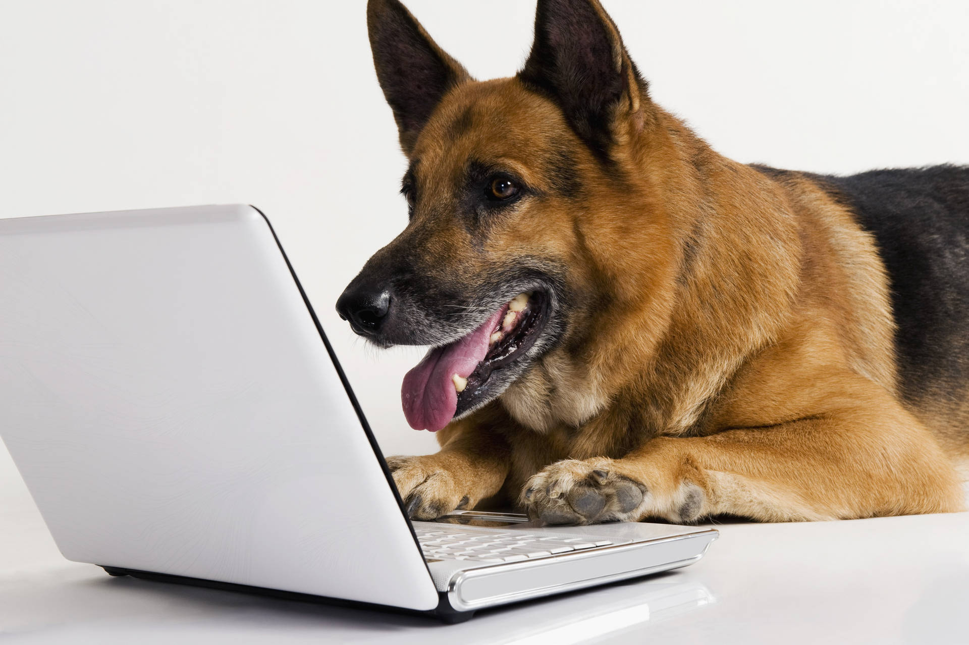 Dog On Laptop Wallpaper