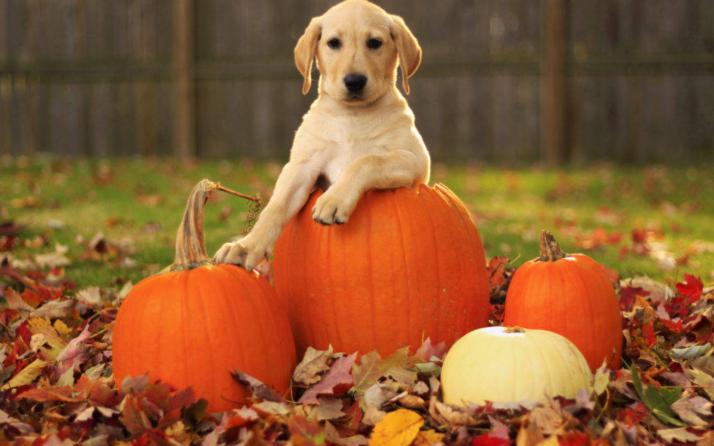 Dog Pumpkin Fall Desktop Wallpaper