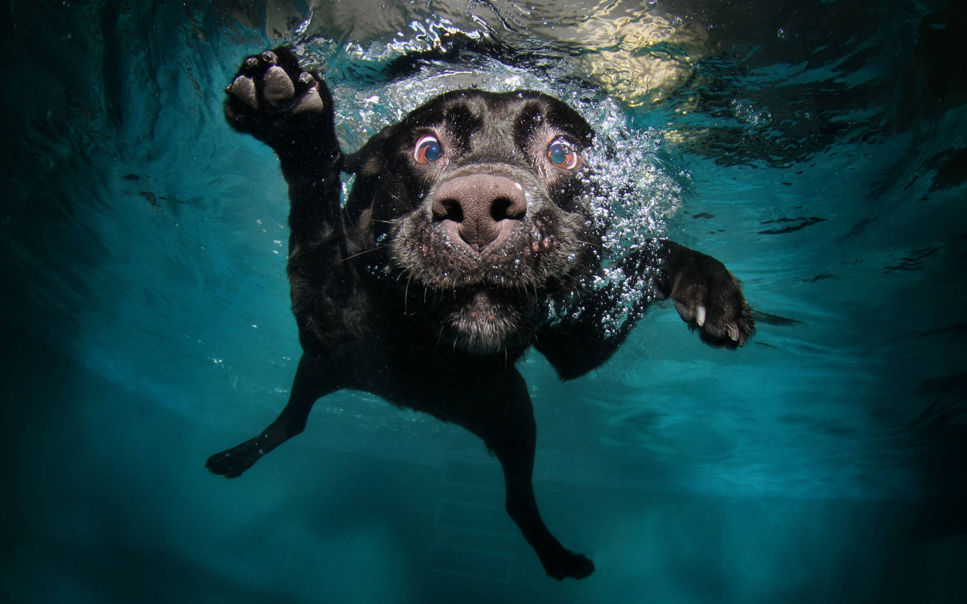 Dog Underwater Swimming Wallpaper