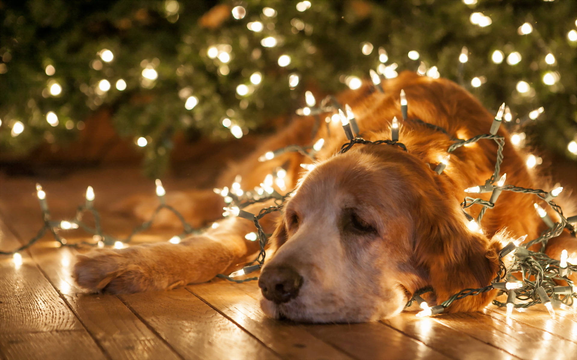 Dog With Christmas Lights Wallpaper