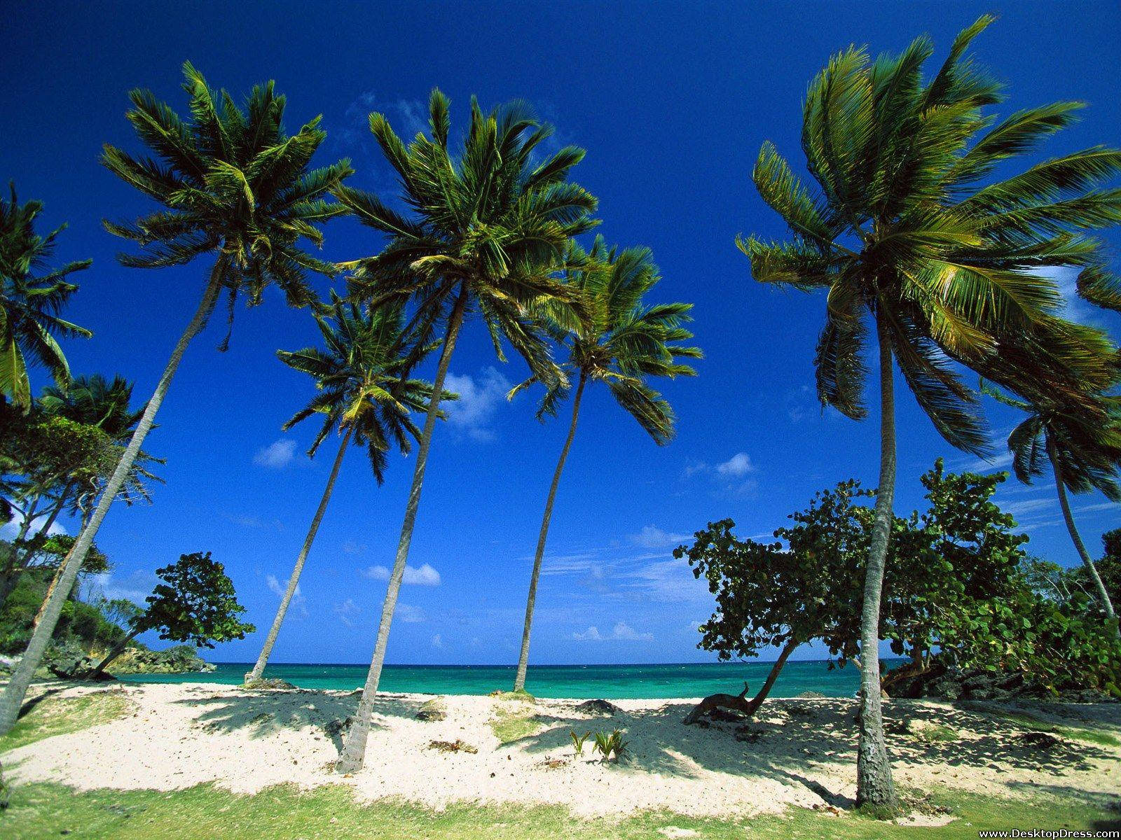 Dominican Republic Windy Trees Wallpaper