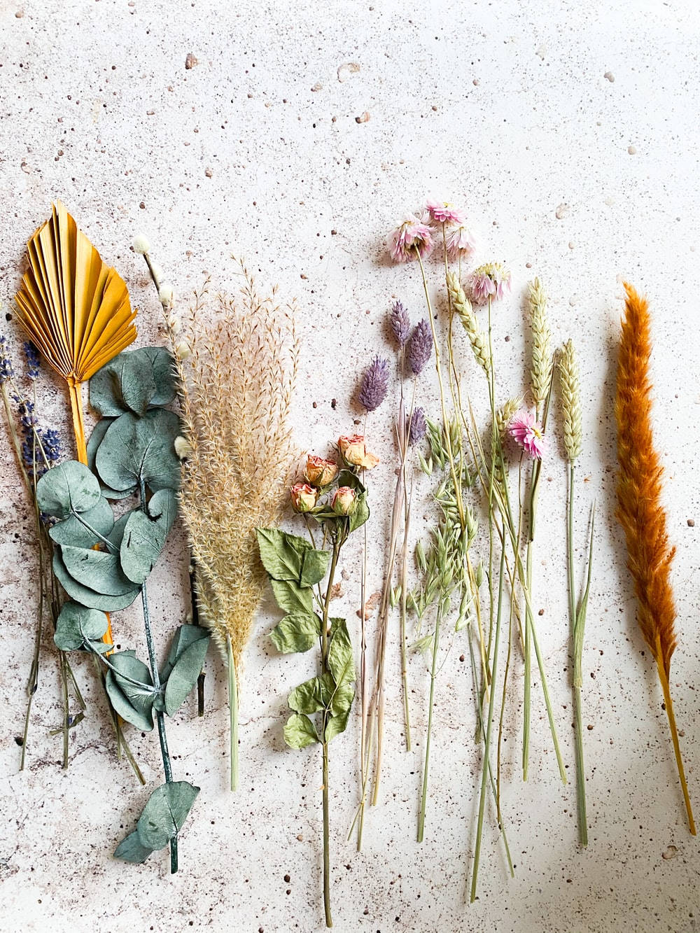 Dried Bunga On White Backdrop Wallpaper