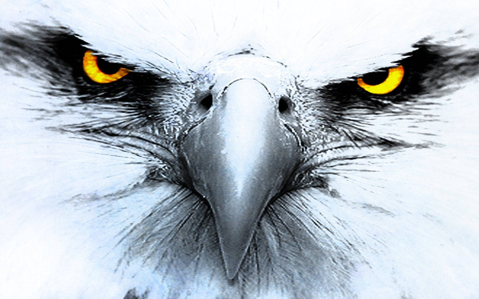 Eagles Zoom Face Wallpaper