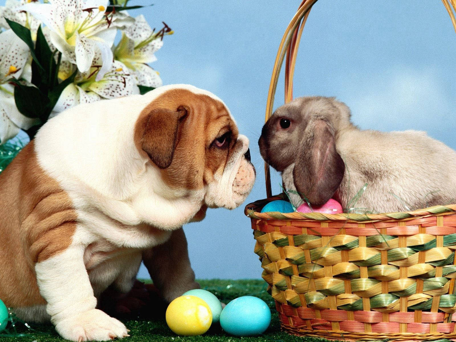 Easter Eggs Bulldog And Rabbit Wallpaper