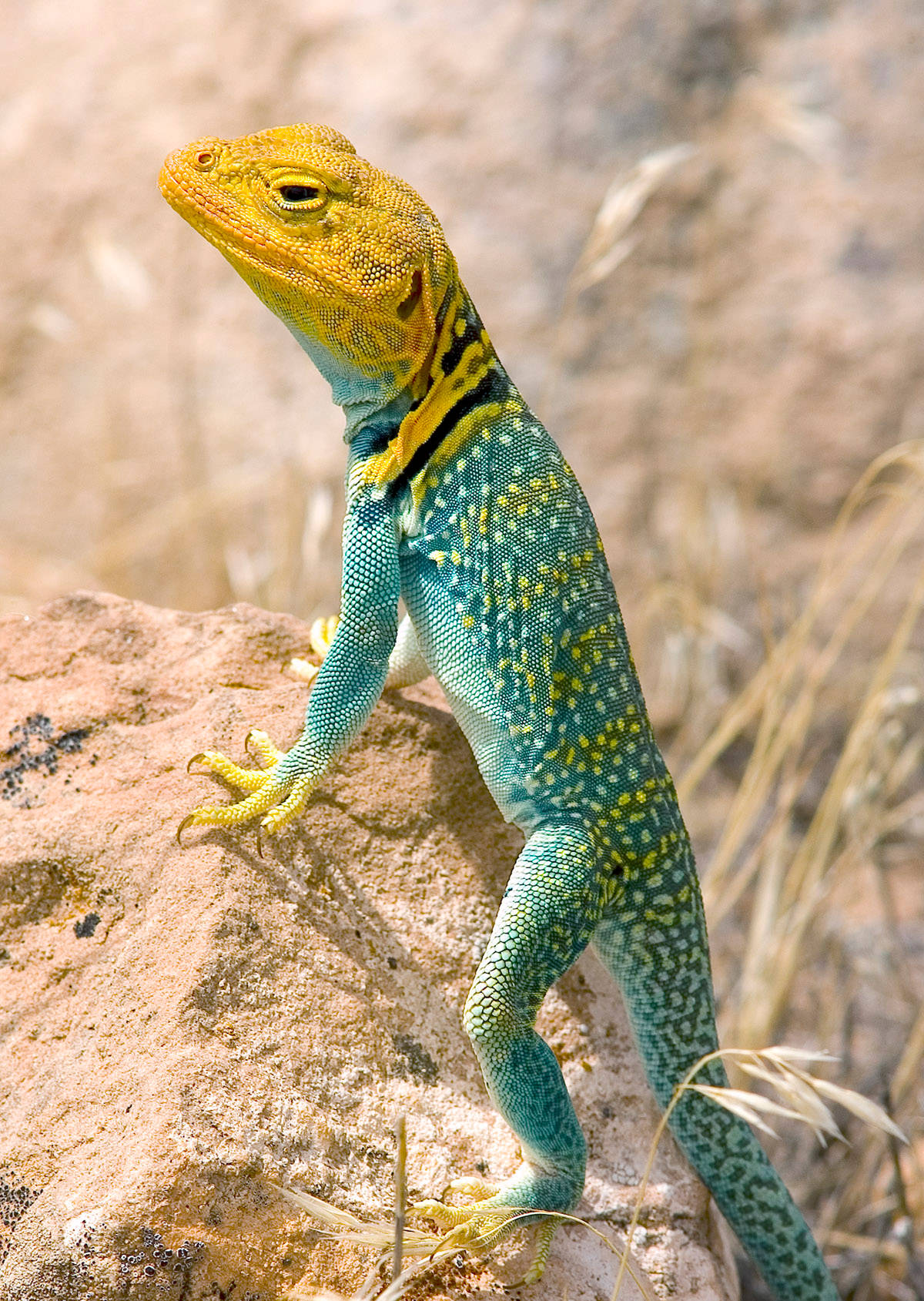 Eastern Collared Lizard Looking Wallpaper