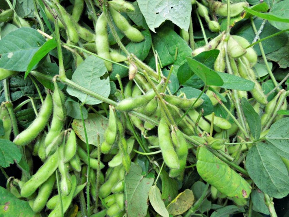 Edamame Beans On Plant Wallpaper