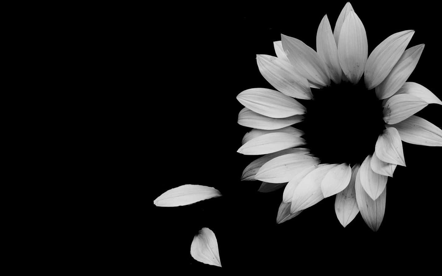 Elegant White Flower Dark Background Wallpaper