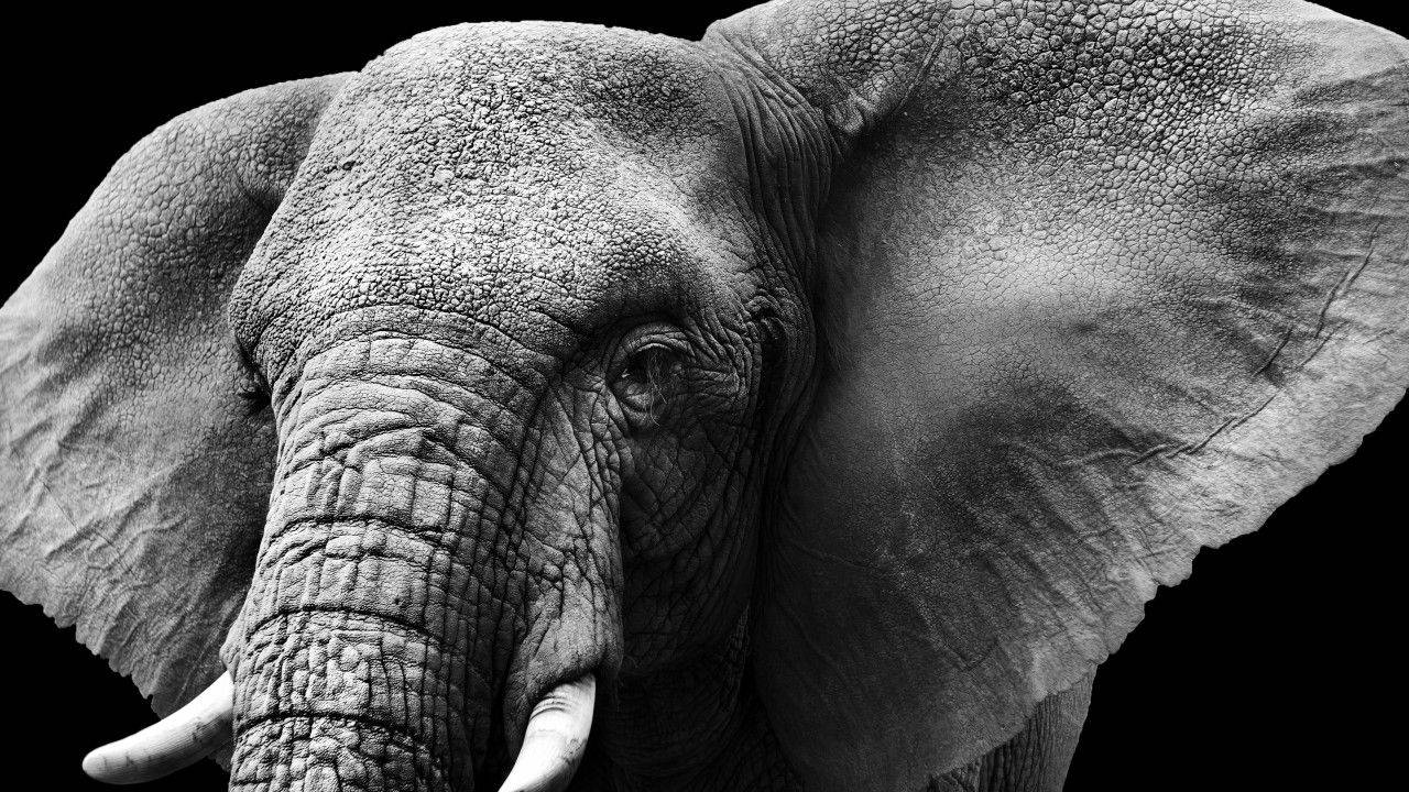 Elephant Dark Background Wallpaper