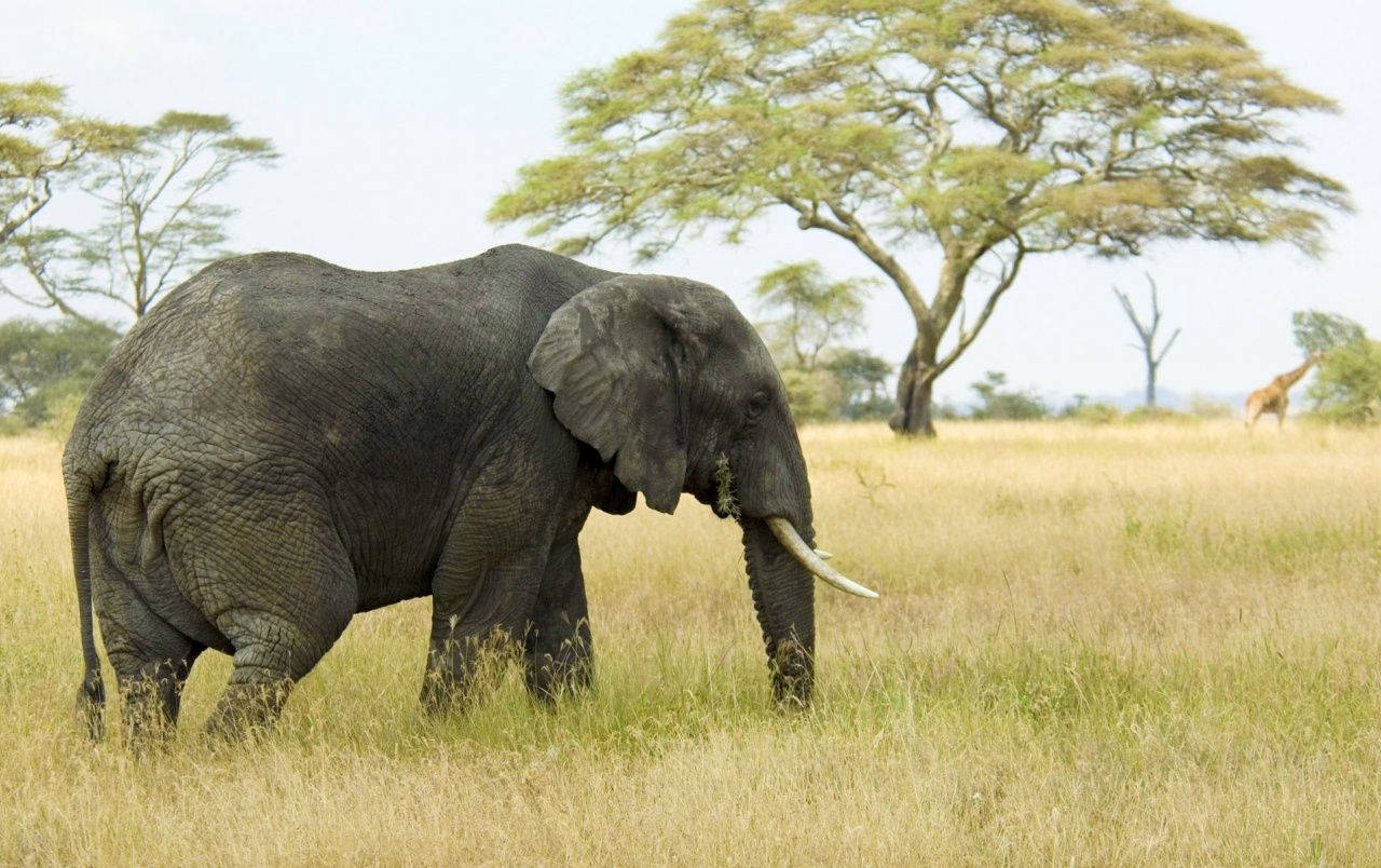 Elephant In Grass Field Wallpaper