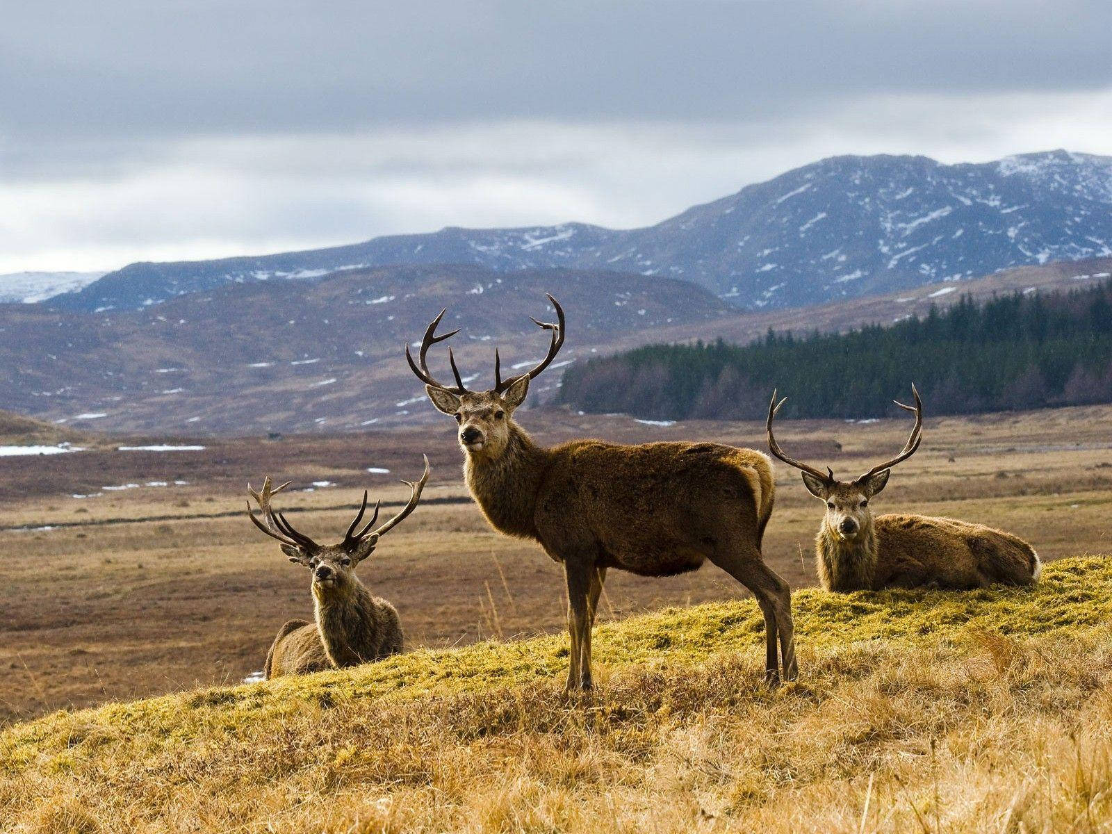 Elks Snowy Mountain Backdrop Wallpaper