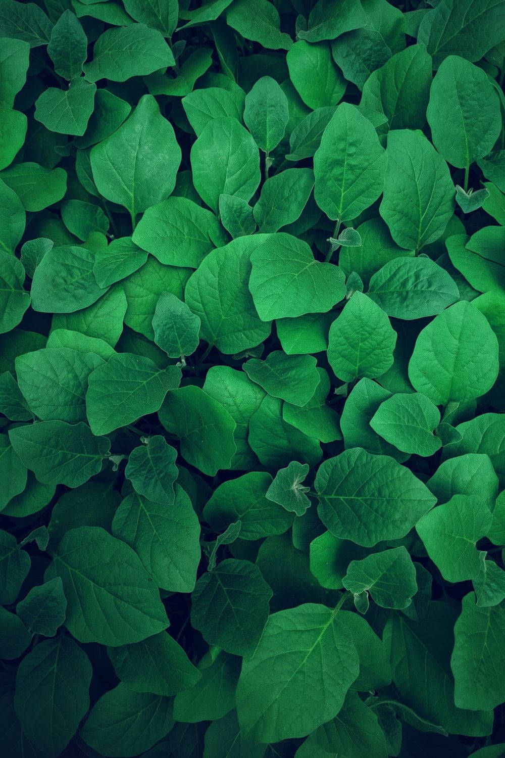 Emerald Green Leaf Wallpaper