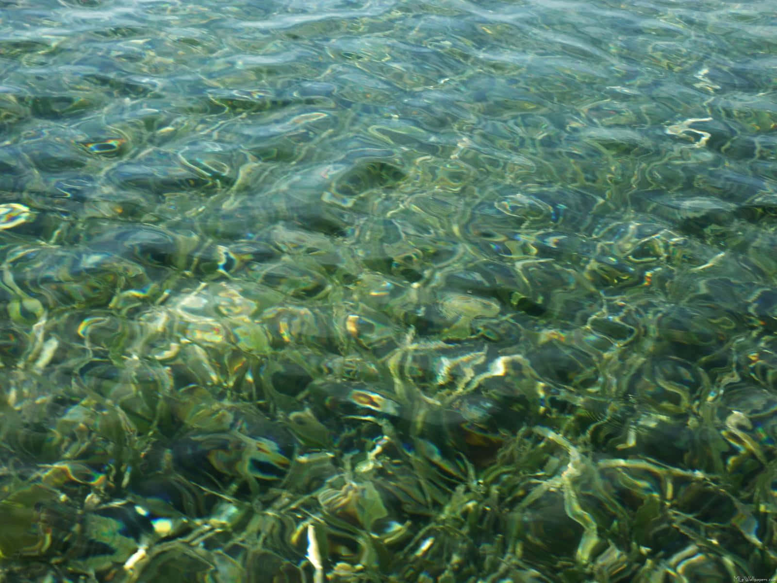 Emerald Green Shallow Water Wallpaper