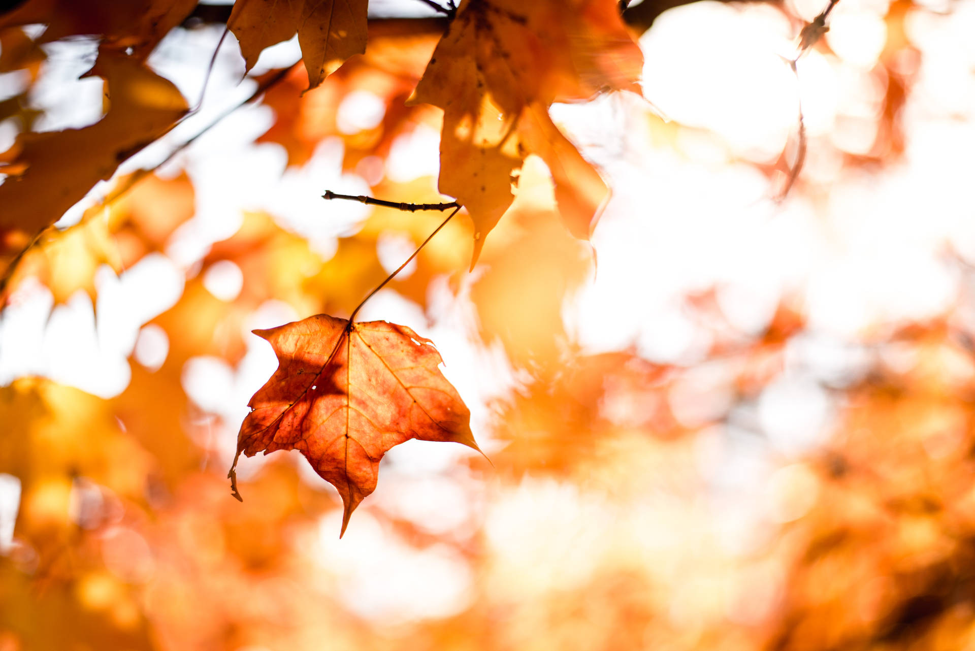 Enchanting Autumn Scenery Wallpaper