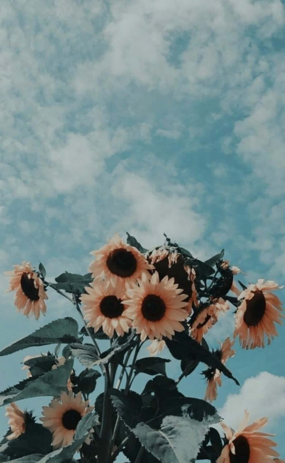 Enchanting Sunflower Sky Cute Background Wallpaper