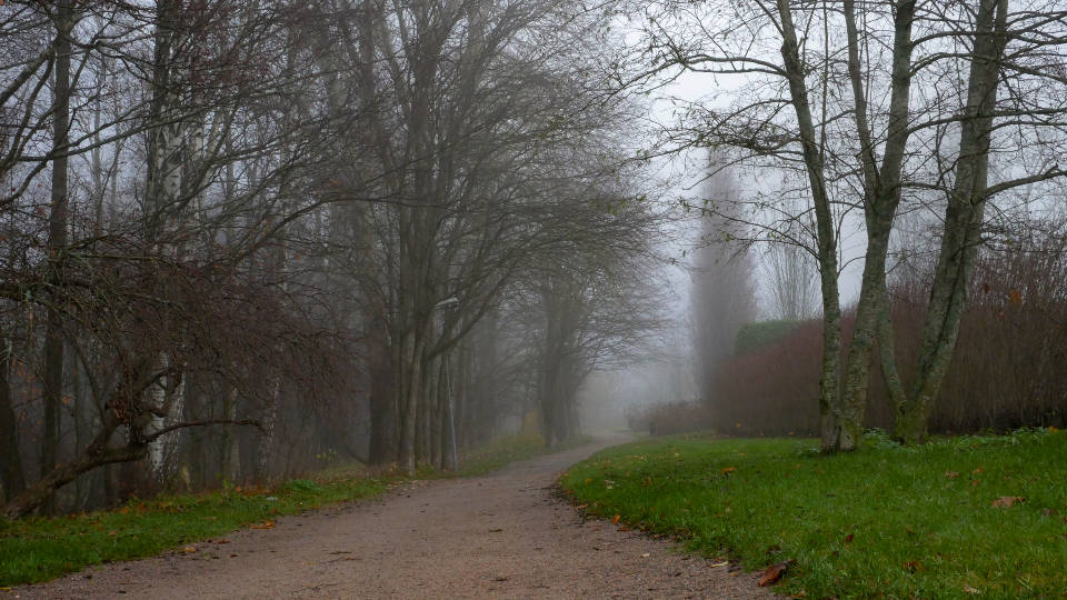 Enigmatic Foggy Forest At Dawn Wallpaper