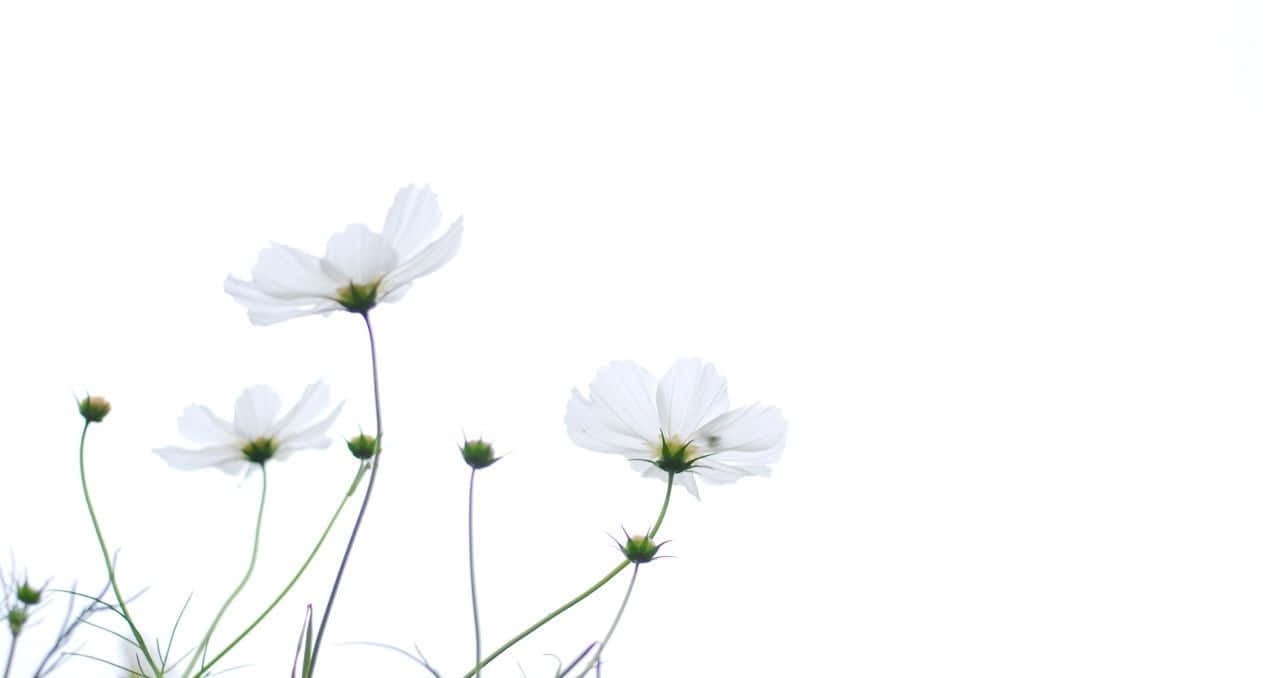 Enjoy The Beauty Of Spring Wallpaper
