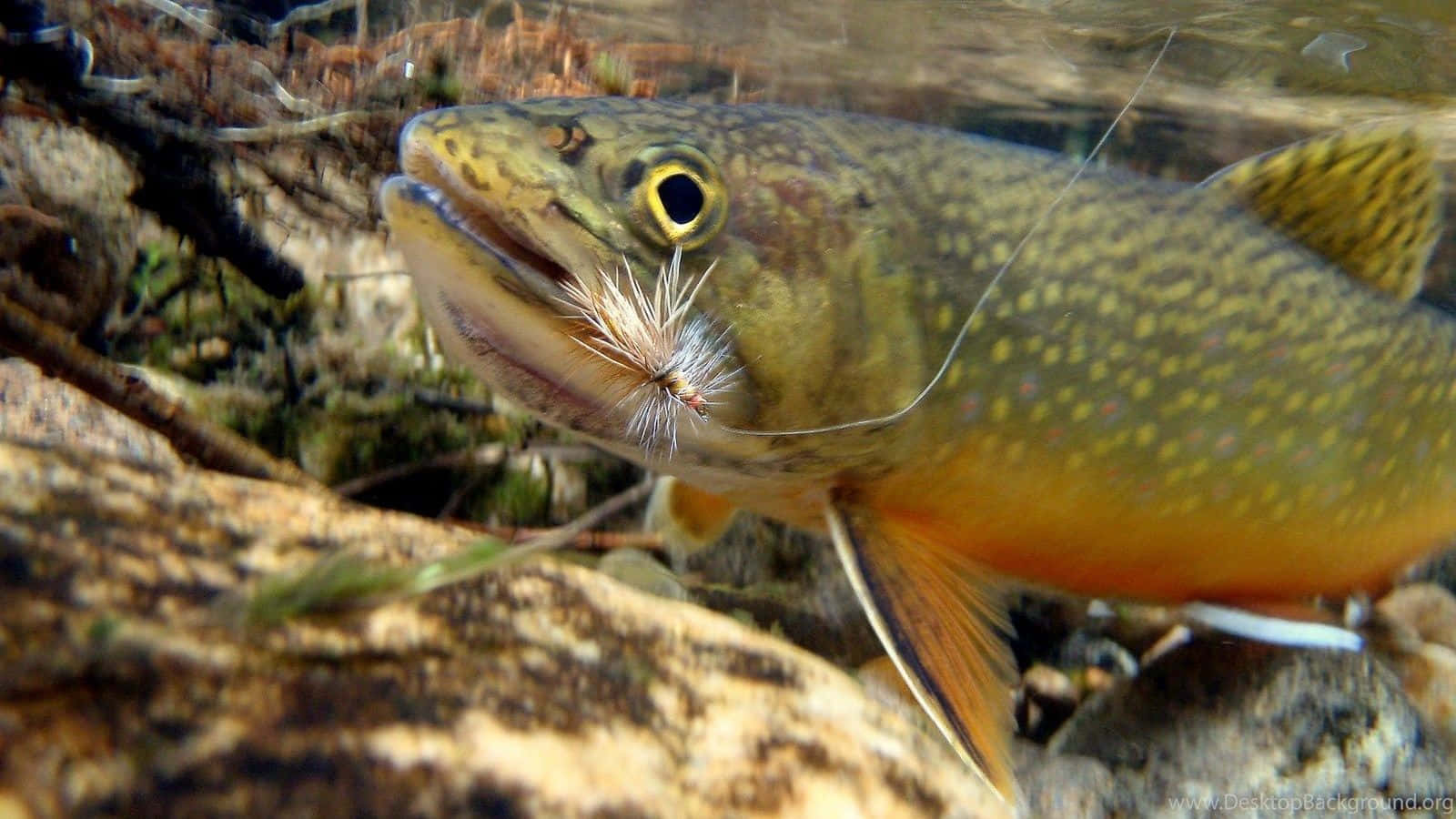 Enjoy The Tranquillity Of A Perfect Day On The River - Fly Fishing Wallpaper