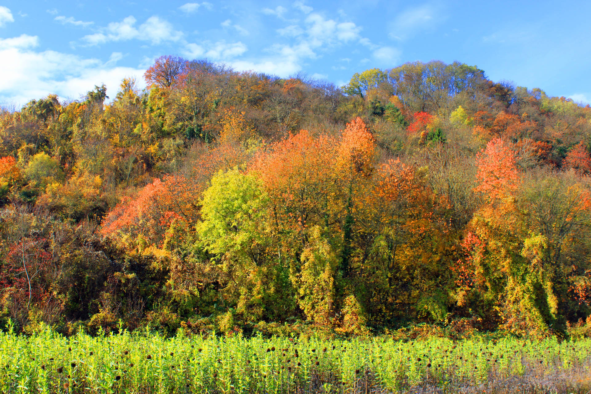 Enjoy The Vibrant Autumn Landscape Of A Colorful Forest Wallpaper