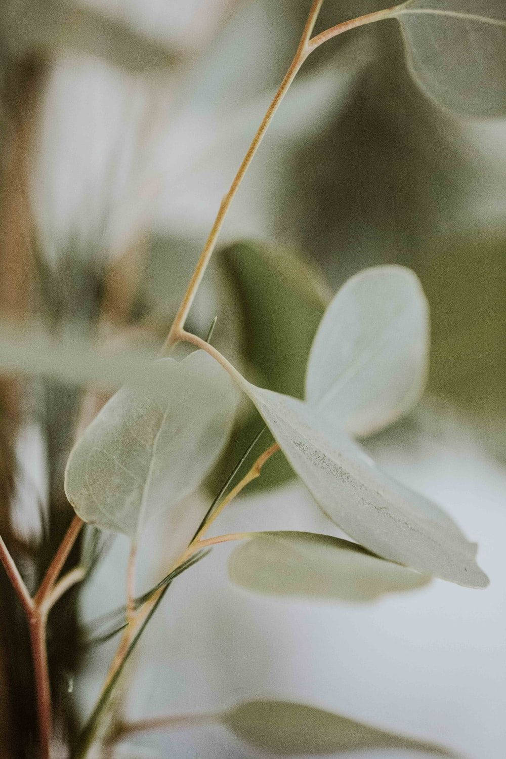 Eucalyptus Pale Green Wallpaper