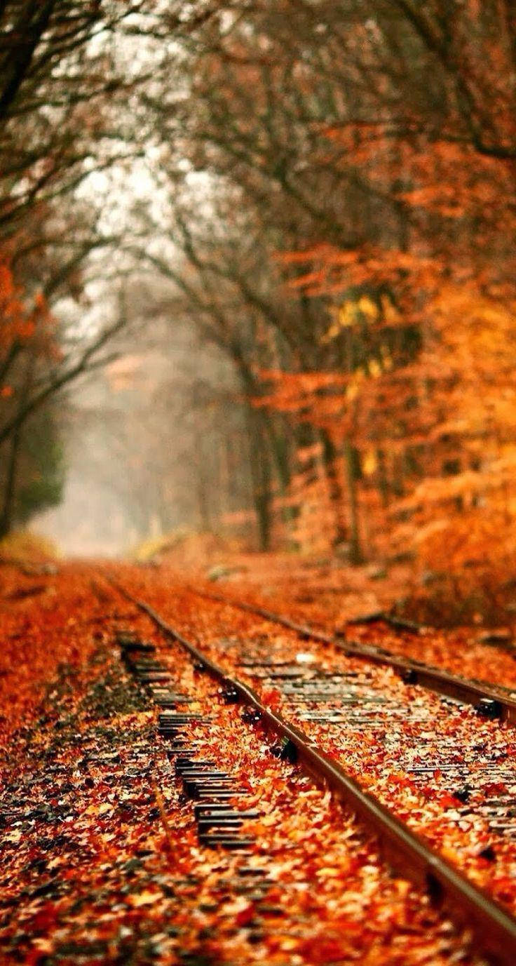 Fall Aesthetic Iphone Fallen Leaves Railroad Wallpaper