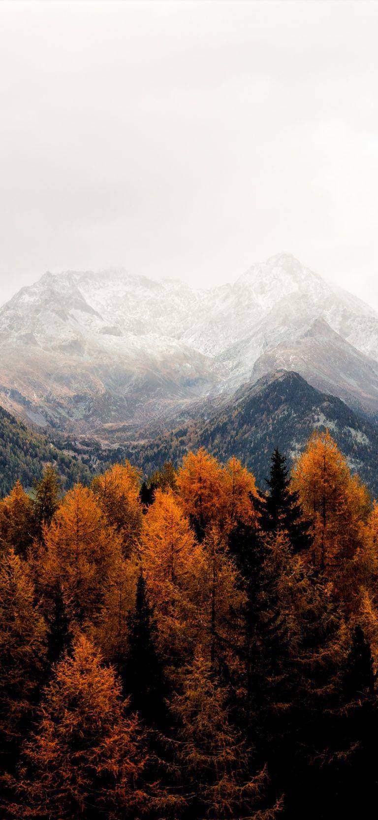 Fall Aesthetic Iphone Red Trees Snowy Mountains Wallpaper