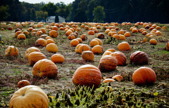 Fall Halloween Pumpkin Patch Wallpaper