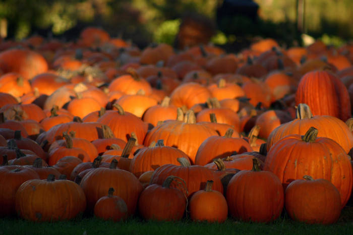 Fall Halloween Pumpkins Of Various Sizes Wallpaper