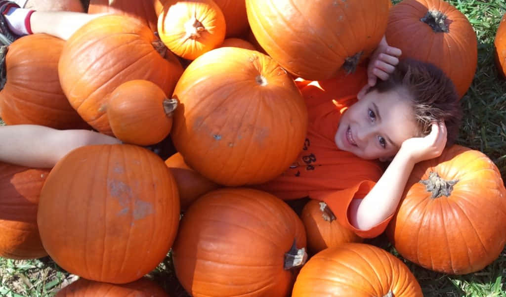 Fall Pumpkin Harvest Scene Wallpaper