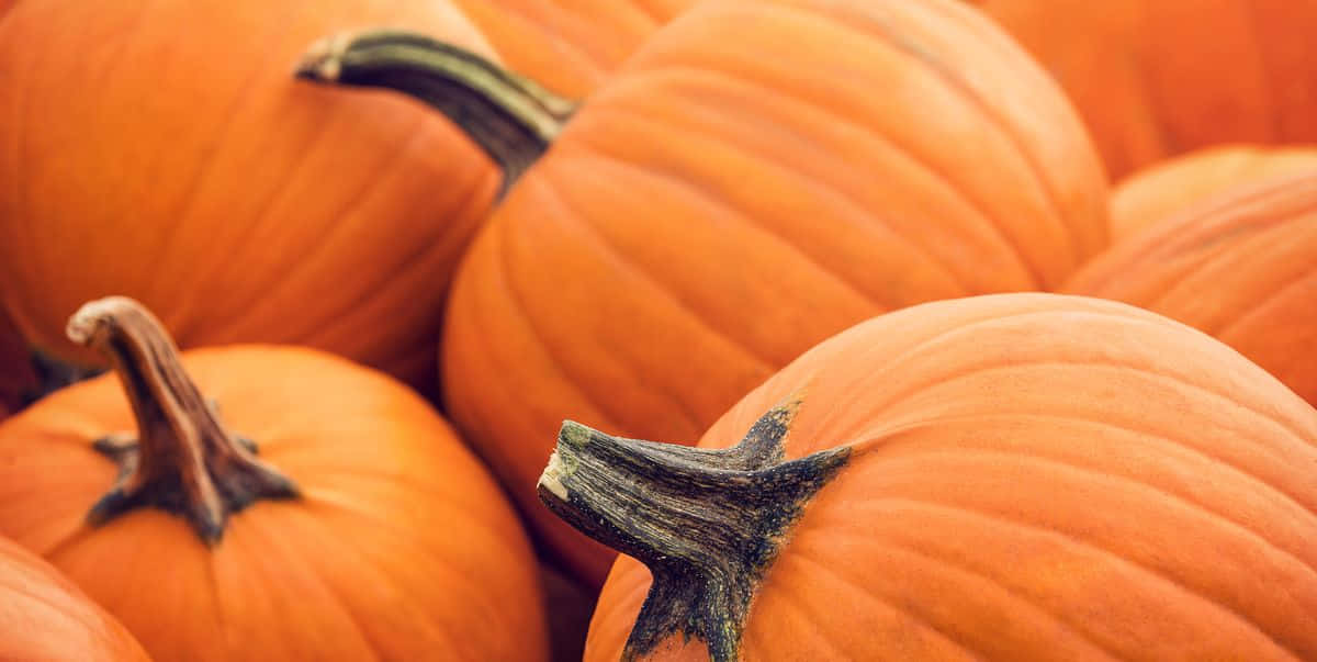 Fall Pumpkins - A Colorful Harvest Scene Wallpaper