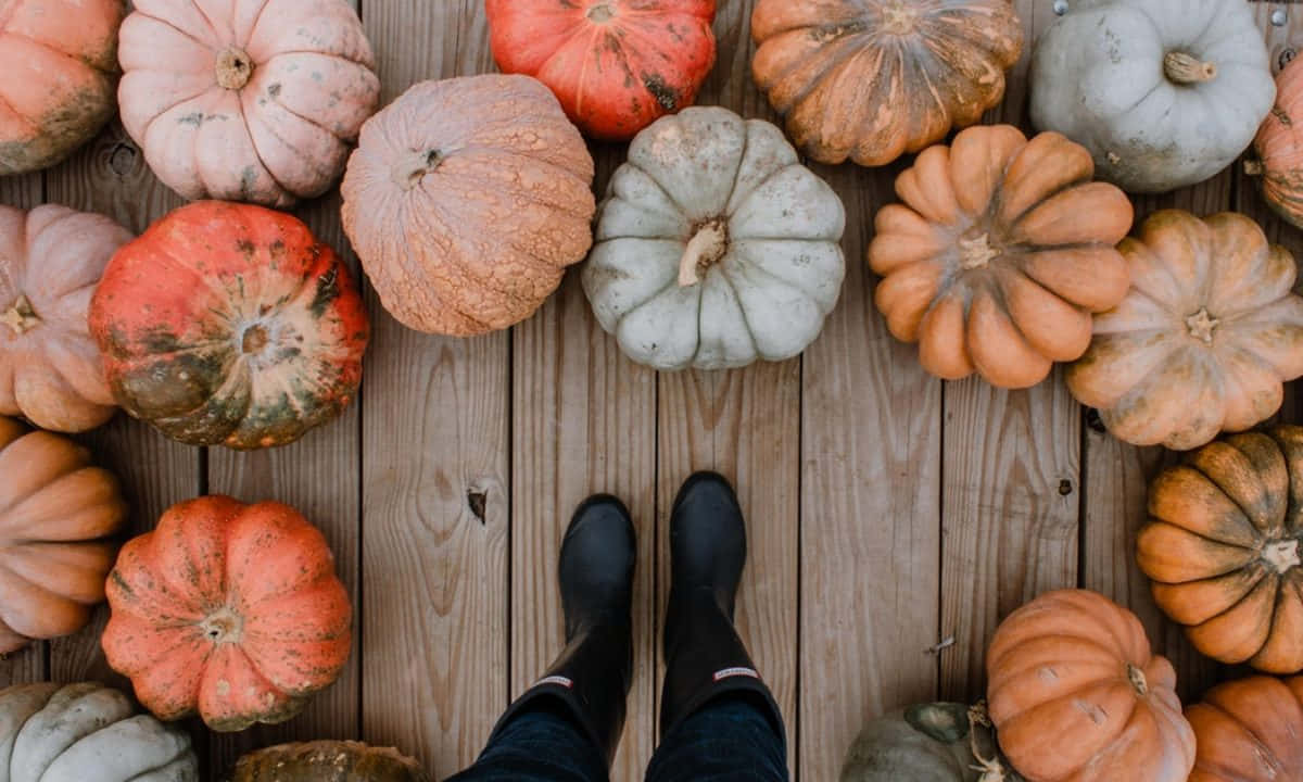 Fall Pumpkins Display Wallpaper