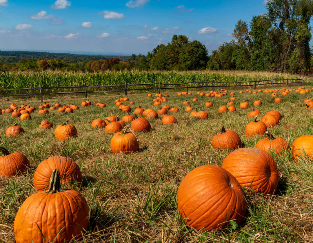 Fall Pumpkins Displayed In A Beautiful Garden Wallpaper