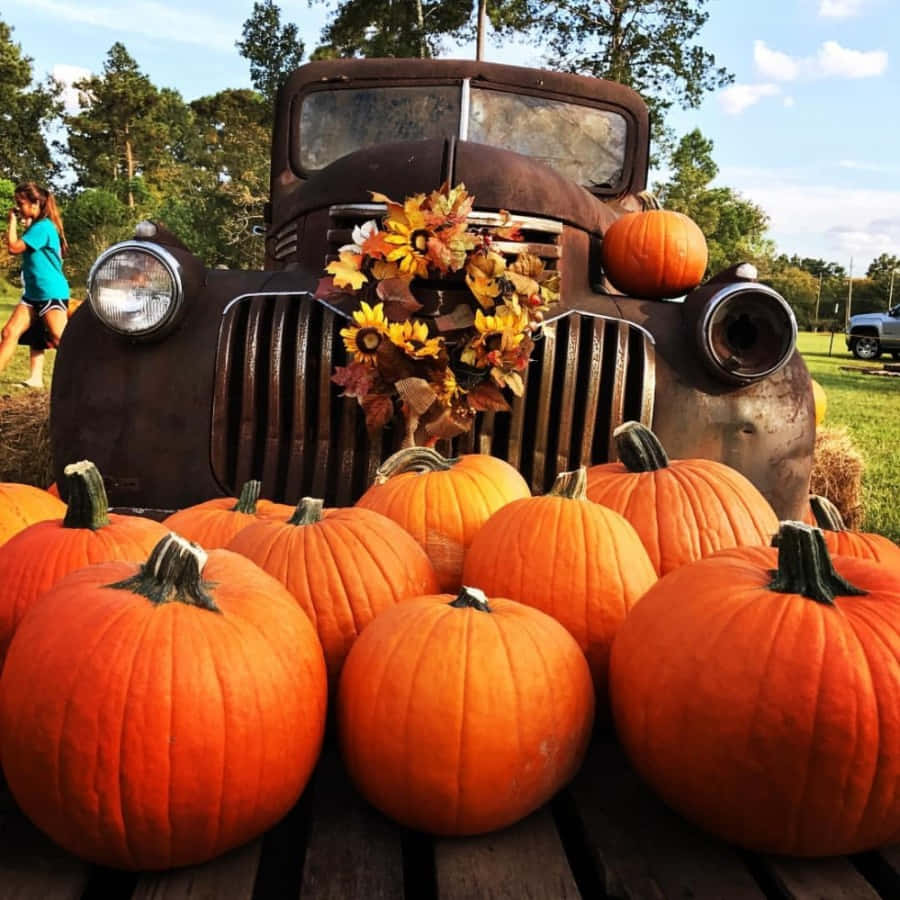 Fall Pumpkins Galore! Wallpaper