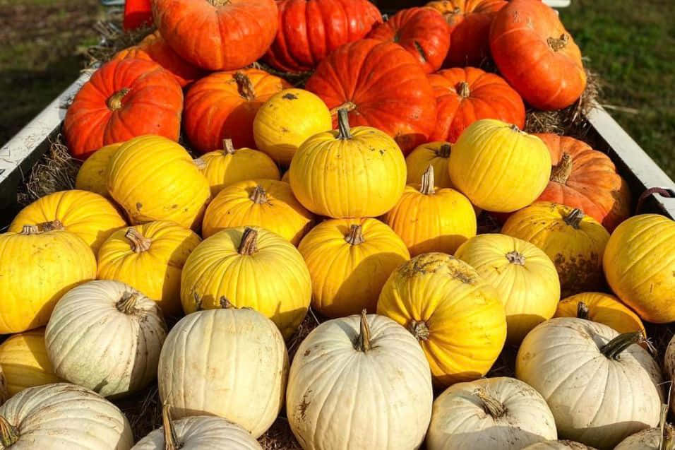 Fall Pumpkins In A Rustic Setting Wallpaper