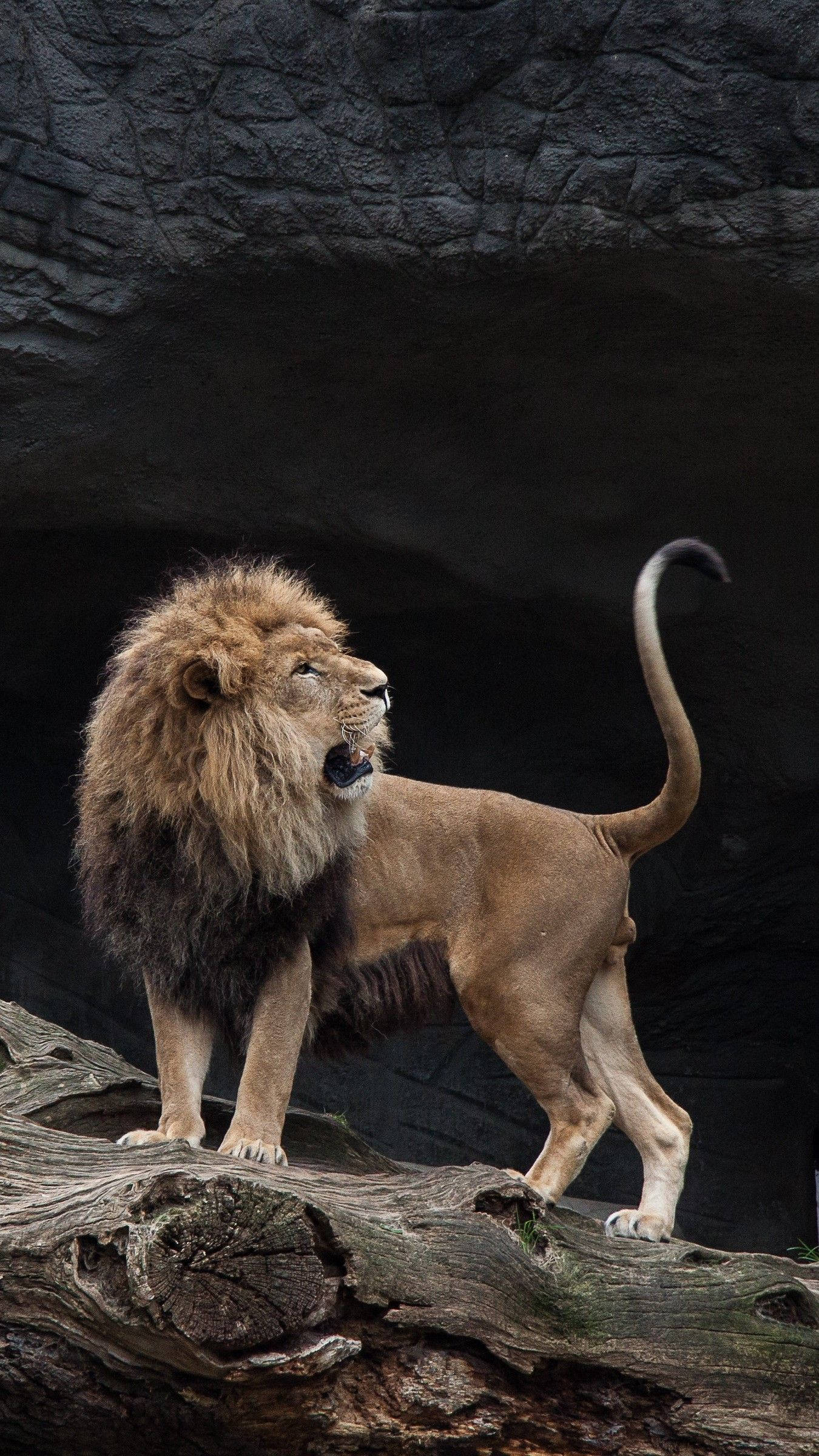 Fallen Tree Lion Iphone Wallpaper