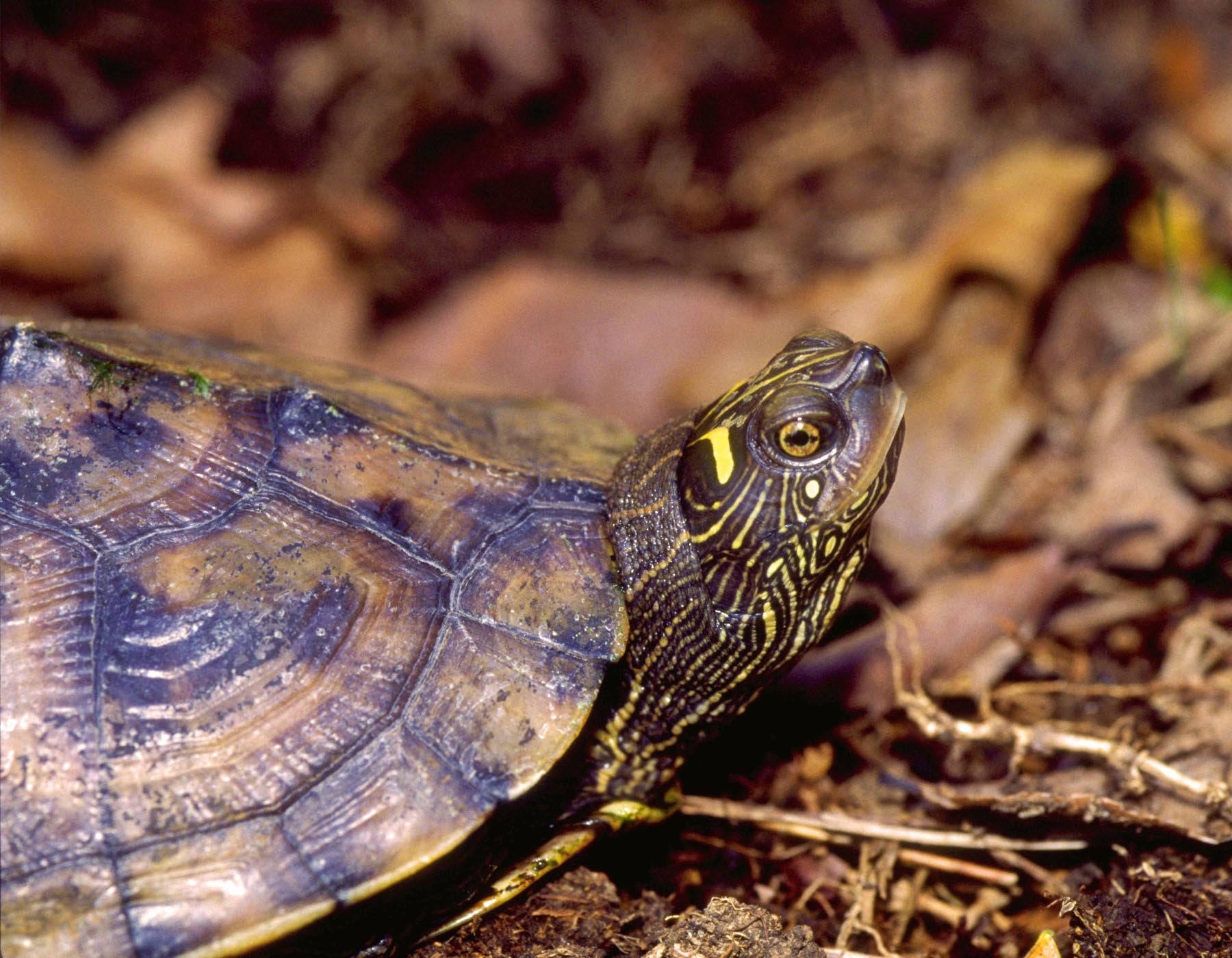 False Map Turtle Resting Wallpaper