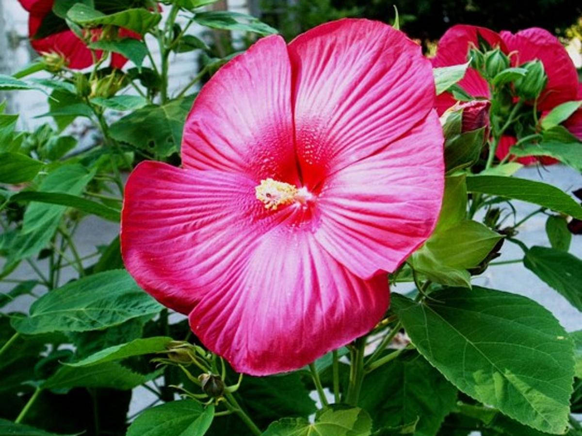 Fantasia Giant Hibiscus Wallpaper