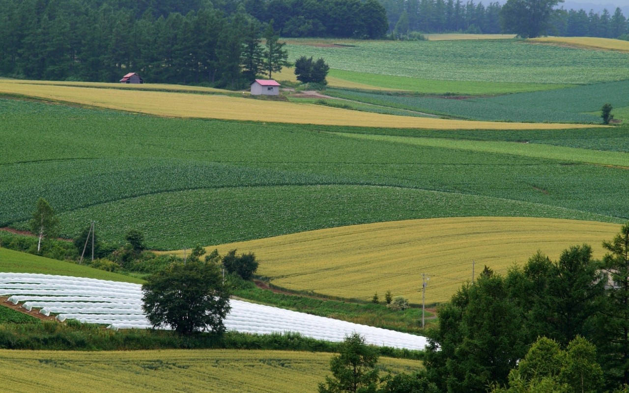 Farm Field Agriculture Wallpaper