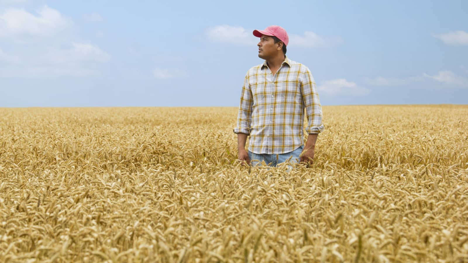 Farmer Rice Field Wallpaper