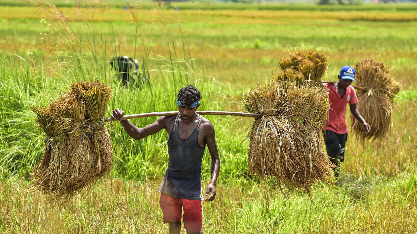 Farmers Carrying Wheat Wallpaper