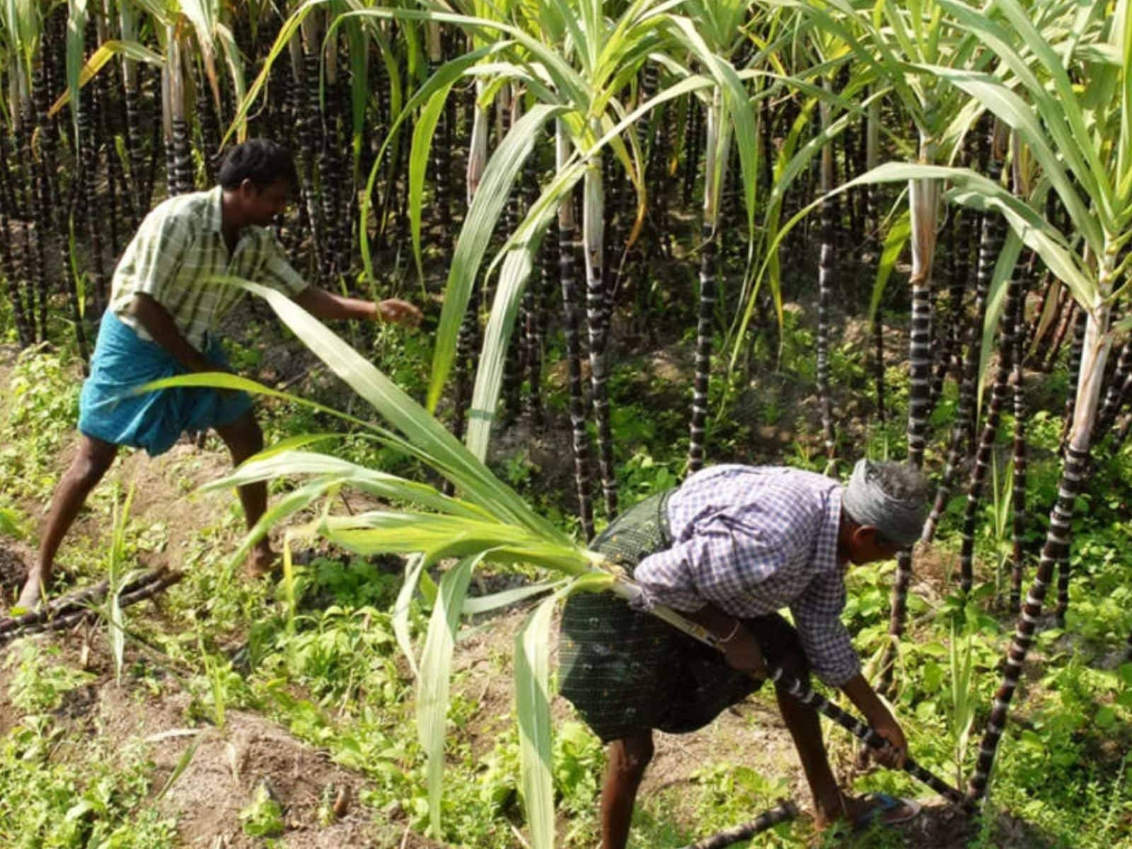 Farmers Sugarcane Farm Wallpaper