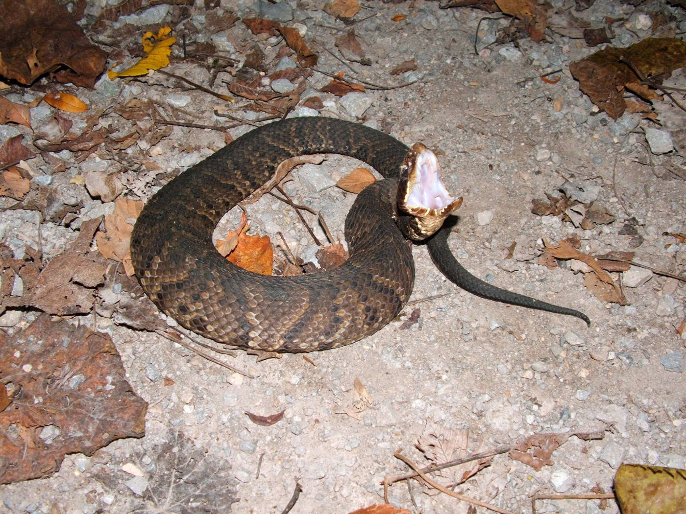 Fearsome Cottonmouth On A Dry Land Wallpaper