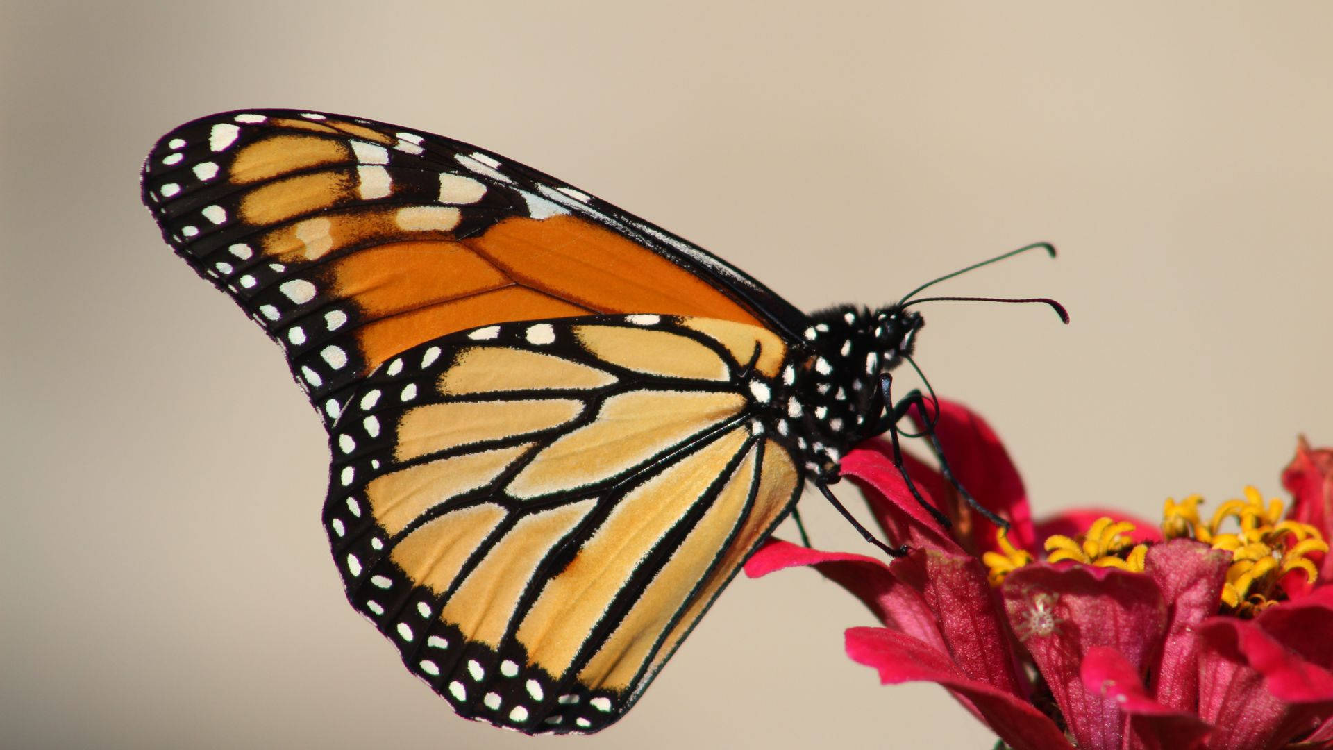 Feeding Aesthetic Orange Butterfly Closeup Wallpaper