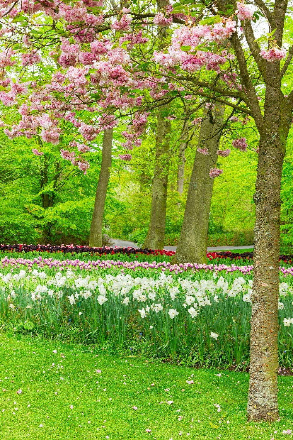 Feel The Blooming Of A Lush Spring Wallpaper