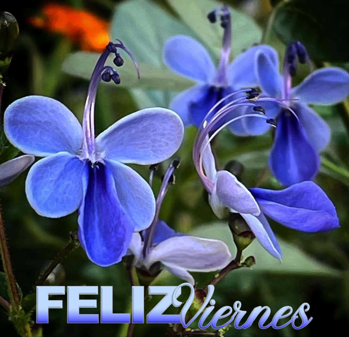 Feliz Viernes Blue Flowers Wallpaper