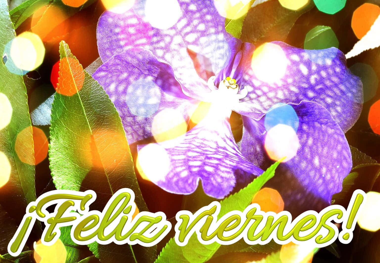 Feliz Viernes Floral Greeting Wallpaper