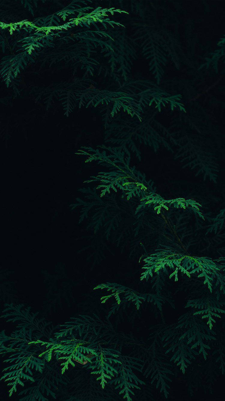 Fern Leaves Green Iphone Wallpaper