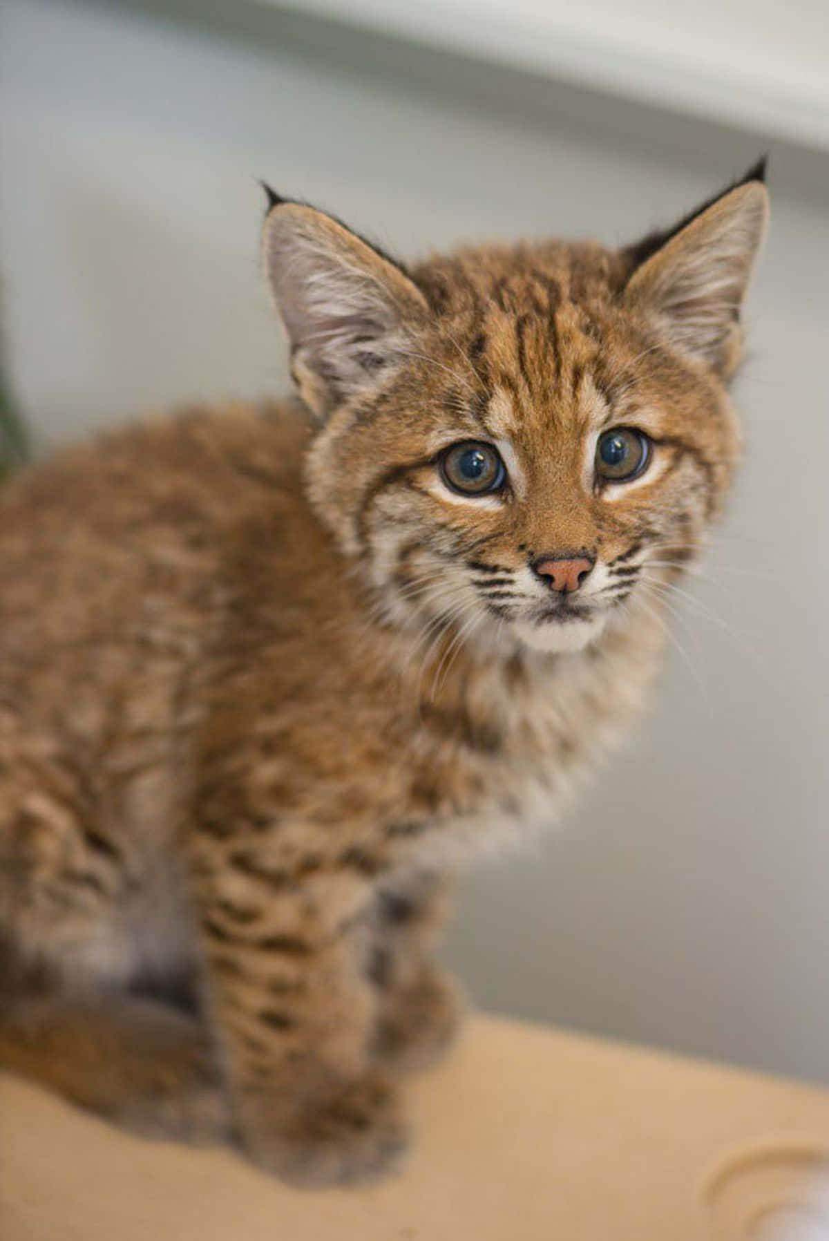 Fierce Grace: An Eye-catching Bobcat In Its Natural Habitat Wallpaper